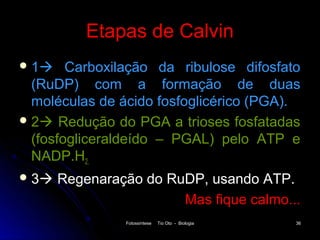 Etapas de Calvin
 1    Carboxilação da ribulose difosfato
  (RuDP) com a formação de duas
  moléculas de ácido fosfoglicérico (PGA).
 2 Redução do PGA a trioses fosfatadas
  (fosfogliceraldeído – PGAL) pelo ATP e
  NADP.H2.
 3   Regenaração do RuDP, usando ATP.
                        Mas fique calmo...
                Fotossíntese   Tio Oto - Biologia   36
 