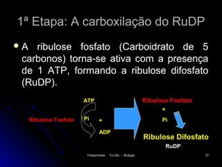 1ª Etapa: A carboxilação do RuDP
A  ribulose fosfato (Carboidrato de 5
 carbonos) torna-se ativa com a presença
 de 1 ATP, formando a ribulose difosfato
 (RuDP).
                        ATP                                  Ribulose Fosfato
                                                                   +
     Ribulose Fosfato   Pi      +                                  Pi

                                ADP
                                                             Ribulose Difosfato
                                                                       RuDP
                         Fotossíntese   Tio Oto - Biologia                      37
 