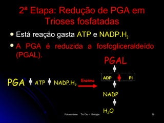 2ª Etapa: Redução de PGA em
        Trioses fosfatadas
 Está   reação gasta ATP e NADP.H2
A PGA é reduzida a fosfogliceraldeído
 (PGAL).
                                                      PGAL

PGA
                                                      ADP    Pi
                                 Enzima
         ATP   NADP.H2

                                                      NADP


                  Fotossíntese   Tio Oto - Biologia
                                                      H2 O        39
 