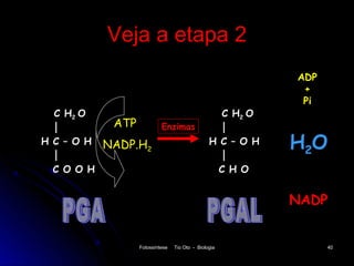 Veja a etapa 2
                                                                ADP
                                                                 +
                                                                 Pi
  C H2 O                                               C H2 O
             ATP            Enzimas
H C – O H   NADP.H2                              H C – O H      H2O
  C O O H                                              C H O


                                                                NADP


                   Fotossíntese   Tio Oto - Biologia                  40
 