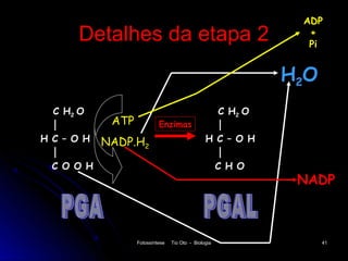 ADP
      Detalhes da etapa 2                                         +
                                                                  Pi


                                                                H2O
  C H2 O                                               C H2 O
             ATP            Enzimas
H C – O H   NADP.H2                              H C – O H

  C O O H                                              C H O
                                                                 NADP



                   Fotossíntese   Tio Oto - Biologia                  41
 