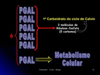 1º Carboidrato do ciclo de Calvin
                               3 moléculas de
                              Ribulose-fosfato
                                (5 carbonos)
6




    Fotossíntese   Tio Oto - Biologia            43
 