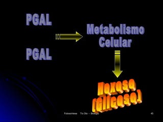 Fotossíntese   Tio Oto - Biologia   45
 