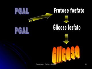 Fotossíntese   Tio Oto - Biologia   46
 