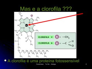 Mas e a clorofila ???




A   clorofila é uma proteína fotossensível
                  Fotossíntese   Tio Oto - Biologia   8
 