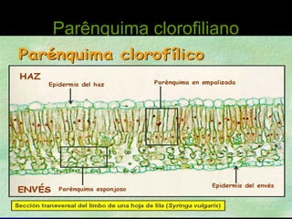 Parênquima clorofiliano




       Fotossíntese   Tio Oto - Biologia   9
 