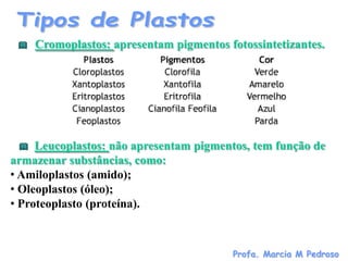 Cromoplastos: apresentam pigmentos fotossintetizantes.




     Leucoplastos: não apresentam pigmentos, tem função de
armazenar substâncias, como:
• Amiloplastos (amido);
• Oleoplastos (óleo);
• Proteoplasto (proteína).



                                        Profa. Marcia M Pedroso
 