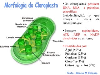 • Os cloroplastos possuem
DNA, RNA e proteínas
específicas
(autoduplicação), o que
reforça     a  teoria   da
endossimbiose;

• Possuem      nucleotídeos,
ATP, ADP e NADP
dissolvidos no estroma;

• Constituídos por:
  Água (50%)
  Proteínas (25%)
  Gorduras (15%)
  Clorofila (3%)
  Outros pigmentos (2%)

   Profa. Marcia M Pedroso
 