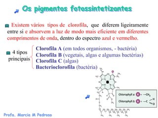 Os pigmentos fotossintetizantes

   Existem vários tipos de clorofila, que diferem ligeiramente
 entre si e absorvem a luz de modo mais eficiente em diferentes
 comprimentos de onda, dentro do espectro azul e vermelho.
               Clorofila A (em todos organismos, - bactéria)
    4 tipos
               Clorofila B (vegetais, algas e algumas bactérias)
  principais   Clorofila C (algas)
               Bacterioclorofila (bactéria)




Profa. Marcia M Pedroso
 