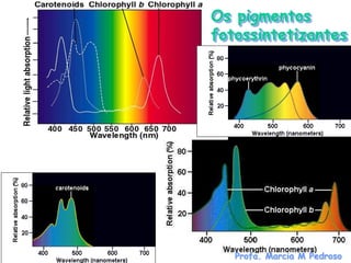 Os pigmentos
fotossintetizantes




   Profa. Marcia M Pedroso
 