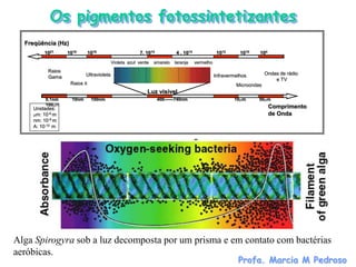 Os pigmentos fotossintetizantes
  Freqüência (Hz)
         1021      1018       1016                      7. 1014           4 . 1014               1012      1010   104
                                           Violeta azul verde   amarelo   laranja    vermelho
           Raios                                                                                                      Ondas de rádio
           Gama             Ultravioleta                                                        Infravermelhos
                                                                                                                          e TV
                    Raios X                                                                              Microondas
                                                            Luz visível
          0,1nm      10nm      100nm                              400------740nm                        10mm      50mm
          100mm                                                                                                         Comprimento
     Unidades:
     mm: 10-6 m                                                                                                         de Onda
     nm: 10-9 m
     A: 10-10 m




Alga Spirogyra sob a luz decomposta por um prisma e em contato com bactérias
aeróbicas.
                                                                                                          Profa. Marcia M Pedroso
 