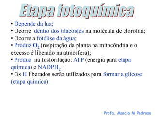 • Depende da luz;
• Ocorre dentro dos tilacóides na molécula de clorofila;
• Ocorre a fotólise da água;
• Produz O2 (respiração da planta na mitocôndria e o
excesso é liberado na atmosfera);
• Produz na fosforilação: ATP (energia para etapa
química) e NADPH2 ;
• Os H liberados serão utilizados para formar a glicose
(etapa química)




                                      Profa. Marcia M Pedroso
 