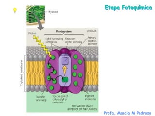 Etapa Fotoquímica




Profa. Marcia M Pedroso
 