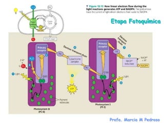 Etapa Fotoquímica




Profa. Marcia M Pedroso
 