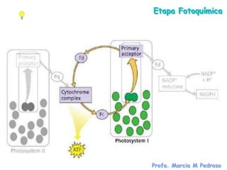 Etapa Fotoquímica




Profa. Marcia M Pedroso
 