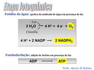 Fotólise da água: quebra da molécula de água em presença de luz

                     Luz
                 2 H2O          4 H+ + 4 e- + O2
                 Clorofila

            4 H+ + 2 NADP               2 NADPH2


Fotofosforilação: adição de fosfato em presença de luz
                   ADP                     ATP
                                               Profa. Marcia M Pedroso
 