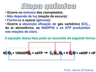 • Ocorre no estroma dos cloroplastos;
 • Não depende de luz (reação de escuro);
 • Forma-se o açúcar (glicose);
 • Ocorre a absorção efixação de gás carbônico (CO2 )
 do ar atmosférico, os NADPH2 e os ATP produzidos
 nas reações de claro.

A equação dessa fase pode se resumida da seguinte forma:



6C O2 + 12NADPH2 + nATP     C6 H12 O6 + 6 H2 O + nADP + nP




                                     Profa. Marcia M Pedroso
 