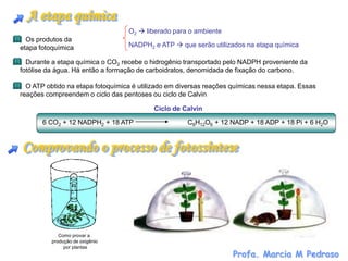 A etapa química
                                  O2  liberado para o ambiente
  Os produtos da
etapa fotoquímica                 NADPH2 e ATP  que serão utilizados na etapa química

  Durante a etapa química o CO2 recebe o hidrogênio transportado pelo NADPH proveniente da
fotólise da água. Há então a formação de carboidratos, denomidada de fixação do carbono.

  O ATP obtido na etapa fotoquímica é utilizado em diversas reações químicas nessa etapa. Essas
reações compreendem o ciclo das pentoses ou ciclo de Calvin

                                           Ciclo de Calvin

       6 CO2 + 12 NADPH2 + 18 ATP                    C6H12O6 + 12 NADP + 18 ADP + 18 Pi + 6 H2O


Comprovando o processo de fotossíntese




             Como provar a
          produção de oxigênio
               por plantas
                                                                    Profa. Marcia M Pedroso
 