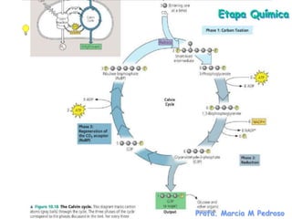 Etapa Química




Profa. Marcia M Pedroso
 