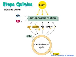 Etapa Química
CICLO DE CALVIN




                  Profa. Marcia M Pedroso
 