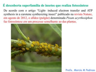 É descoberta superfamília de insetos que realiza fotossíntese
De acordo com o artigo “Light- induced electron transfer and ATP
synthesis in a carotene synthesizing insect” publicado na revista Nature,
em agosto de 2012, o afídeo (pulgão) denominada Pisum acyrthosiphon
faz fotossíntese em um processo semelhante ao das plantas.




                                                  Profa. Marcia M Pedroso
 