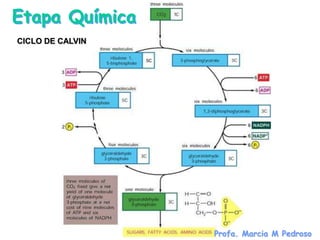 Etapa Química
CICLO DE CALVIN




                  Profa. Marcia M Pedroso
 