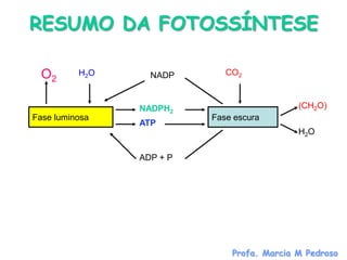 RESUMO DA FOTOSSÍNTESE

  O2      H2O     NADP       CO2



                NADPH2                      (CH2O)
Fase luminosa             Fase escura
                ATP
                                            H2O


                ADP + P




                              Profa. Marcia M Pedroso
 