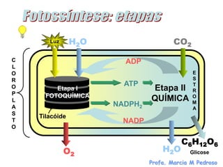 Luz      H2O                    CO2

C                       ADP
L
O                                            E
R                                            S
                        ATP                  T
O        Etapa I               Etapa II      R
P     FOTOQUÍMICA                            O
L                              QUÍMICA       M
A                     NADPH2                 A
S
    Tilacóide
T                       NADP
O

                                         C6H12O6
             O2                    H2O      Glicose
                               Profa. Marcia M Pedroso
 