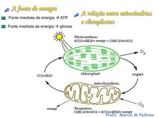 A fonte de energia
                                      A relação entre mitocôndrias
Fonte imediata de energia  ATP
                                      e cloroplastos
Fonte imediata de energia  glicose




                                               Profa. Marcia M Pedroso
 