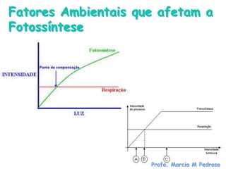 Fatores Ambientais que afetam a
Fotossíntese




                     Profa. Marcia M Pedroso
 