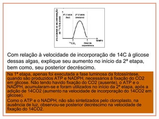 Com relação à velocidade de incorporação de 14C à glicose
dessas algas, explique seu aumento no início da 2ª etapa,
bem como, seu posterior decréscimo.
Na 1ª etapa, apenas foi executada a fase luminosa da fotossíntese,
quando são produzidos ATP e NADPH‚ necessários à fixação do CO2
em glicose. Não tendo havido fixação do CO2 (ausente), o ATP e o
NADPH‚ acumularam-se e foram utilizados no início da 2ª etapa, após a
adição de 14CO2 (aumento na velocidade de incorporação do 14CO2 em
glicose).
Como o ATP e o NADPH‚ não são sintetizados pelo cloroplasto, na
ausência de luz, observou-se posterior decréscimo na velocidade de
fixação do 14CO2.
 