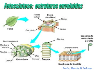 Parede        Célula
                                 celular     clorofilada
                                                                Núcleo




        Folha                                                 Vacúolo
                        Cloroplasto


                                                                                     Esquema da
                                                           Tilacóide                 molécula de
   Membrana externa                                                                     clorofila
Membrana
 interna                                                           Complexo antena

Tilacóide

                                  DNA
                Cloroplasto     Estroma    Granum
       Granum
                                                            Membrana do tilacóide

                                                                  Profa. Marcia M Pedroso
 