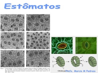 Profa. Marcia M Pedroso
 