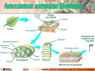 Fotossíntese: estruturas envolvidas Célula clorofilada Membrana do tilacóide Esquema   da molécula de clorofila Folha Granum Parede celular Cloroplasto Membrana externa Membrana interna Tilacóide Granum Estroma DNA Núcleo Vacúolo Cloroplasto Tilacóide Complexo antena 