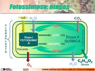 Etapa II QUÍMICA Etapa I FOTOQUÍMICA E S T R O M A Fotossíntese: etapas Glicose C L O R O P L A S T O Tilacóide Luz H 2 O CO 2 ADP NADP H 2 O C 6 H 12 O 6 ATP NADPH 2 O 2 