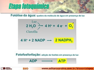 Etapa fotoquímica Fotólise da água:  quebra da molécula de água em presença de luz Fotofosforilação:  adição de fosfato em presença de luz ATP ADP 2 NADPH 2 4 H +  +  4 e -   + 2 H 2 O 4 H +  + 2 NADP Luz Clorofila O 2 
