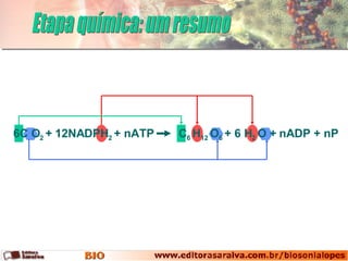 6C O 2  + 12NADPH 2  + nATP  C 6  H 12  O 6  + 6 H 2  O + nADP + nP Etapa química: um resumo 