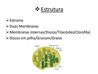 Estrutura
Estroma
Duas Membranas
Membranas Internas/Discos/Tilacóides(Clorofila)
Discos em pilha/Granum/Grana
 