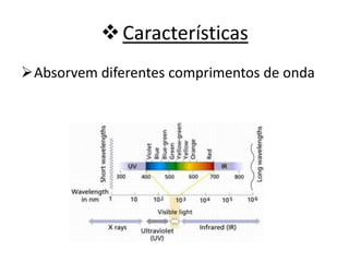 Características
Absorvem diferentes comprimentos de onda
 