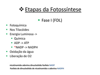 Etapas da Fotossíntese
 Fase I (FDL)
 Fotoquímica
 Nos Tilacóides
 Energia Luminosa ->
 Química
 ADP -> ATP
 *NADP -> NADPH
 Oxidação da água
 Liberação de O2
nicotinamida adenina dinucleótido fosfato NADP
Fosfato de dinucleótido de nicotinamida e adenina NADPH
 