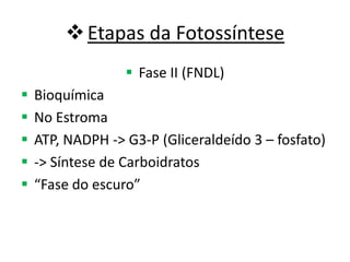 Etapas da Fotossíntese
 Fase II (FNDL)
 Bioquímica
 No Estroma
 ATP, NADPH -> G3-P (Gliceraldeído 3 – fosfato)
 -> Síntese de Carboidratos
 “Fase do escuro”
 