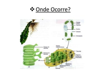 Onde Ocorre?
 