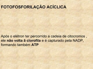 FOTOFOSFORILAÇÃO ACÍCLICA
Após o elétron ter percorrido a cadeia de citocromos ,
ele não volta ã clorofila e é capturado pela NADP,
formando também ATP
 
