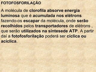 FOTOFOSFORILAÇÃO
A molécula de clorofila absorve energia
luminosa que é acumulada nos elétrons
fazendo-os escapar da molécula, onde serão
recolhidos pelos transportadores de elétrons ,
que serão utilizados na síntesede ATP. A partir
daí a fotofosforilação poderá ser cíclica ou
acíclica.
 