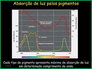 Absorção de luz pelos pigmentos

Cada tipo de pigmento apresenta máximo de absorção de luz
19:52:46
em determinado comprimento de onda

 