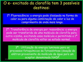 O e- excitado da clorofila tem 3 possíveis
destinos:
1º: Fluorescência: a energia pode dissipada na forma de
calor ou para alguma combinação de calor e luz de
comprimento de onda mais longo.
2º: Transferência de energia por ressonância: a energia
pode ser transferida de uma molécula de clorofila para
outra vizinha, excitando essa molécula e permitindo a 1ª
molécula de clorofila voltar ao estado normal.
3º: Utilização da energia luminosa para os
processos fotoquímicos da fotossíntese (doação do
elétron proveniente da molécula de água para um
aceptor denominado NADP.
19:52:46

 