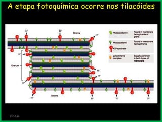 A etapa fotoquímica ocorre nos tilacóides

19:52:46

 
