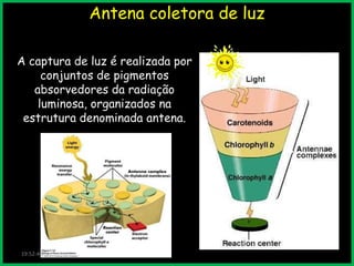 Antena coletora de luz
A captura de luz é realizada por
conjuntos de pigmentos
absorvedores da radiação
luminosa, organizados na
estrutura denominada antena.

19:52:46

 
