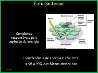 Fotossistemas

Complexos
responsáveis pela
captação da energia.

Transferência de energia é eficiente!
≈ 95 a 99% dos fótons absorvidos
19:52:46

 