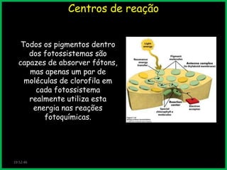 Centros de reação
Todos os pigmentos dentro
dos fotossistemas são
capazes de absorver fótons,
mas apenas um par de
moléculas de clorofila em
cada fotossistema
realmente utiliza esta
energia nas reações
fotoquímicas.

19:52:46

 